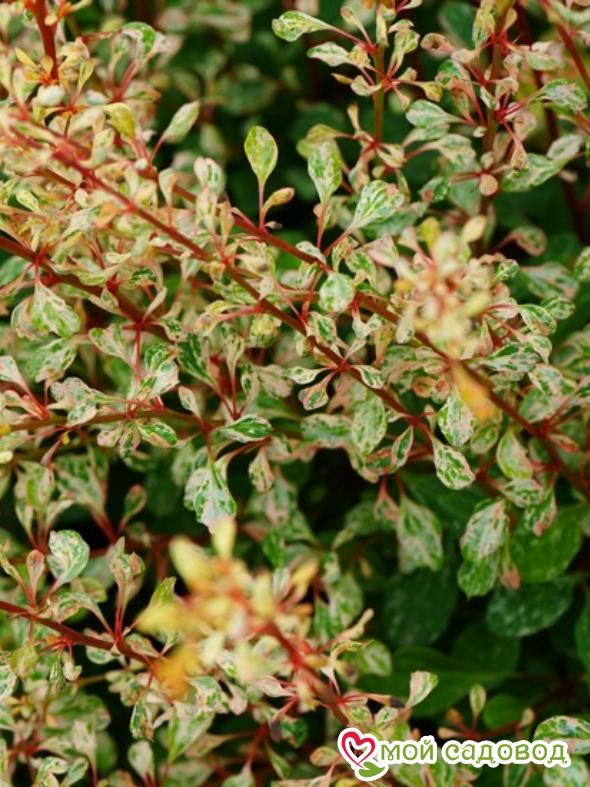 Барбарис Тунберга «Сильвер Бьюти»