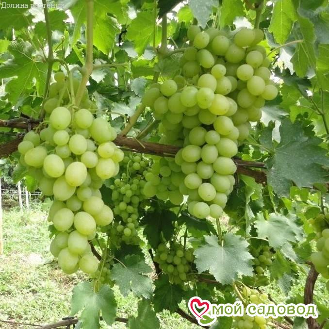 Виноград Первозванный