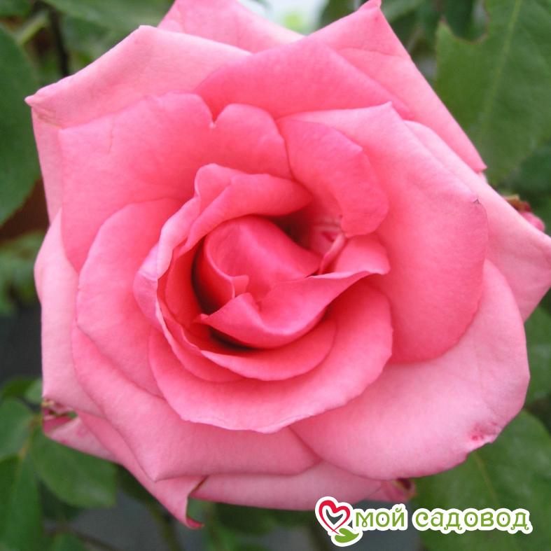 Роза Карина