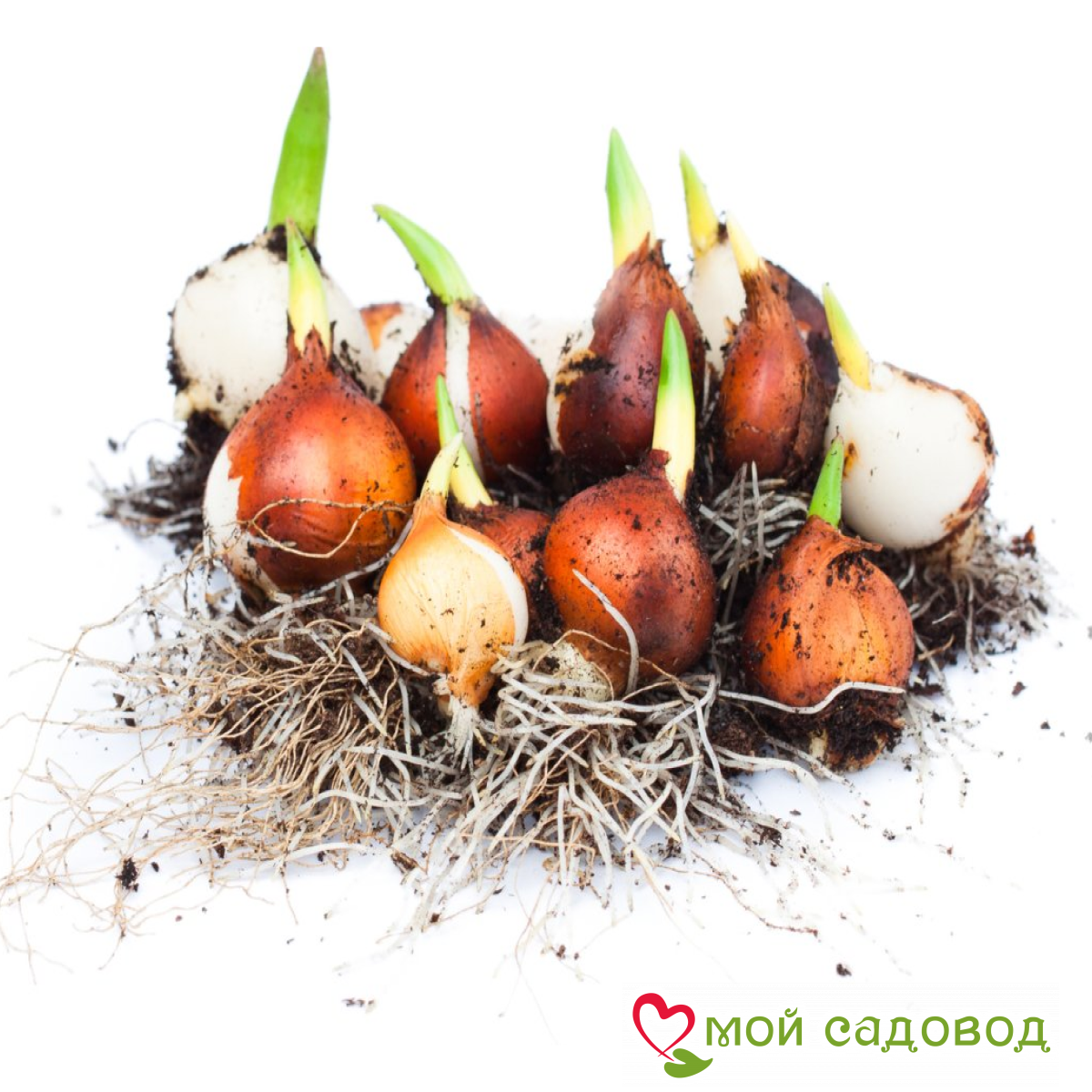 Тюльпан Аврора Принцес