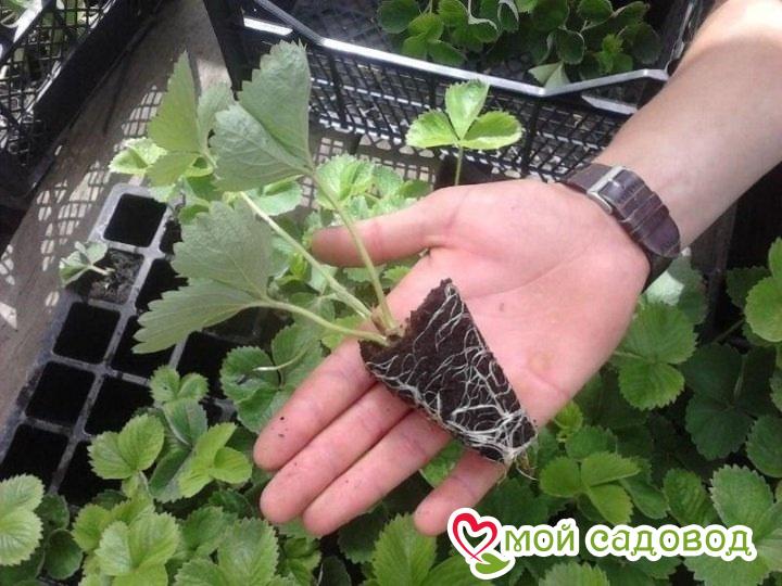 Клубника Бэрри Джен