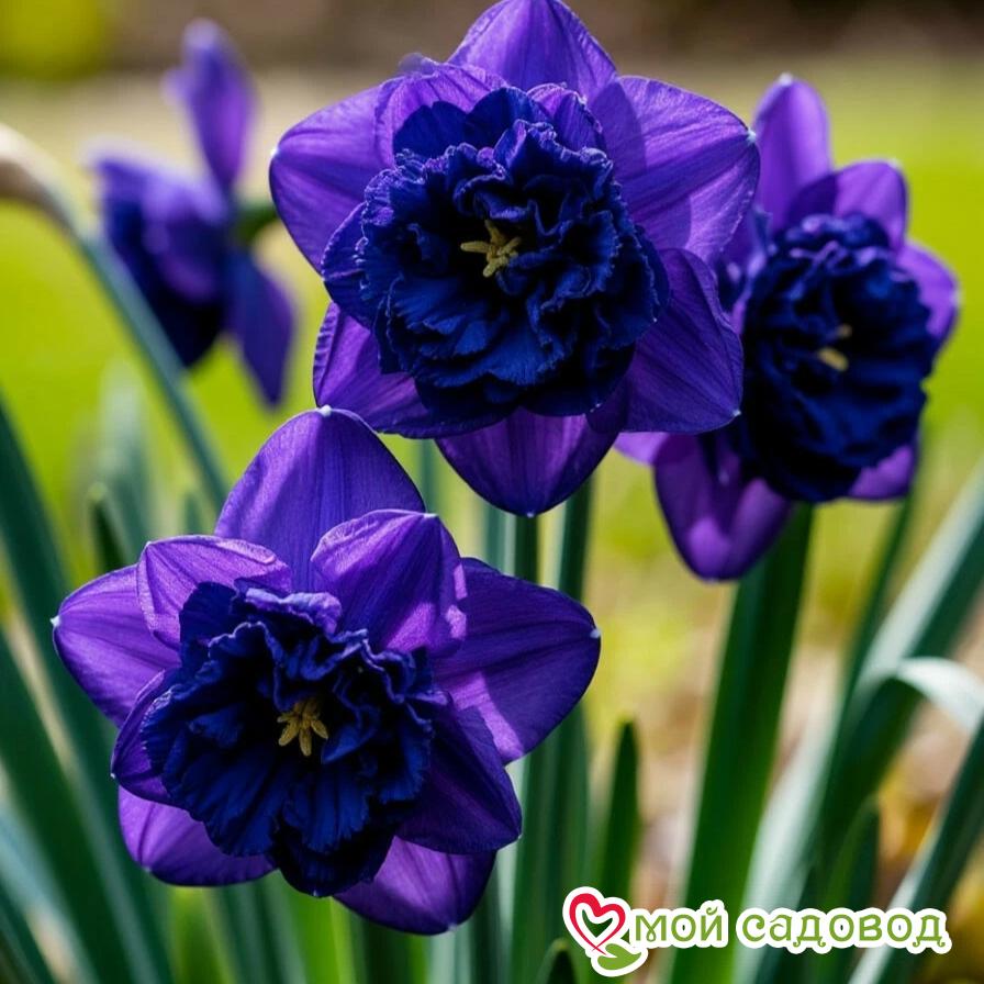 Нарцисс Арт Нуво