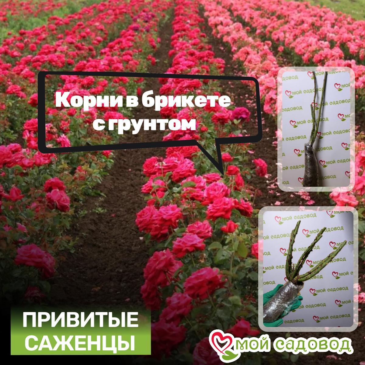 Роза Чайно-гибридная Луно Хилл